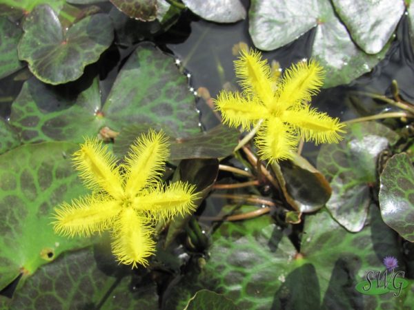 Nymphoides purple mozaic Yellow Water Fringe