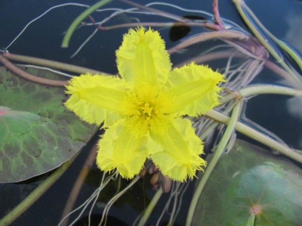 Nymphoides spinulosperma Showy Marsh Wort