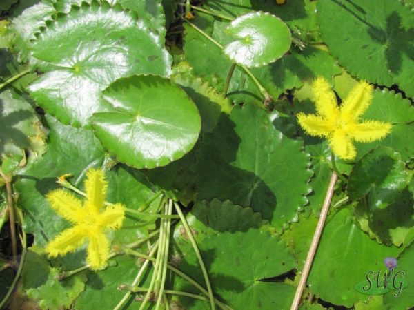 Nymphoides crenata Wavy Marshwort