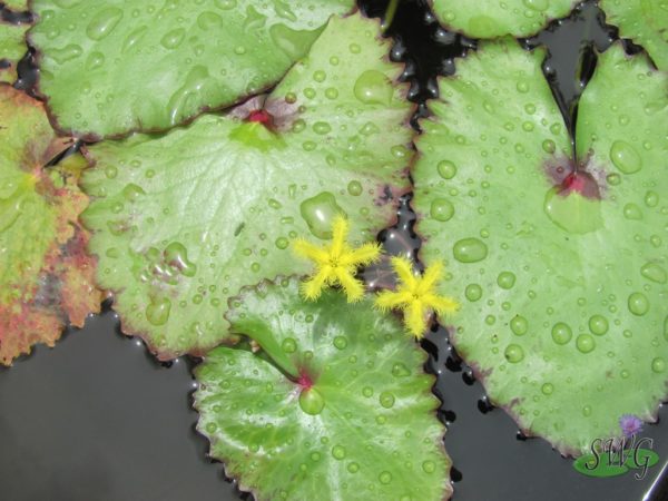 Nymphoides goondiwindi Yellow Water Fringe