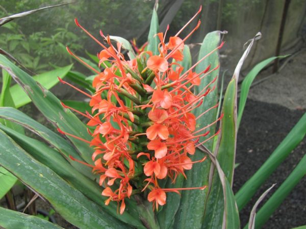 Hedychium Coccineum Orange Crush