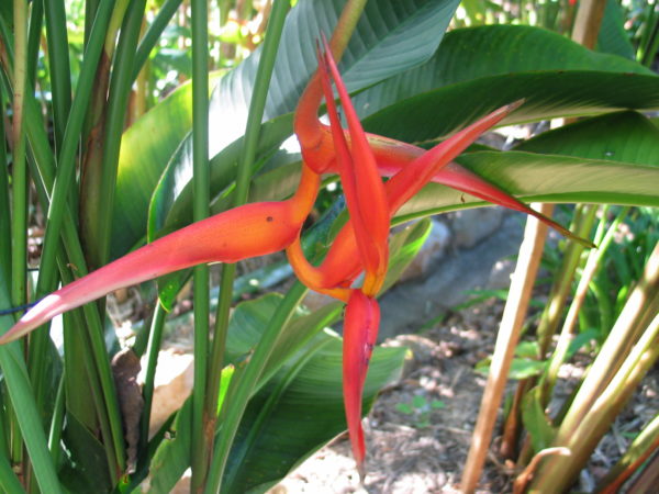 Heliconia Papsiana