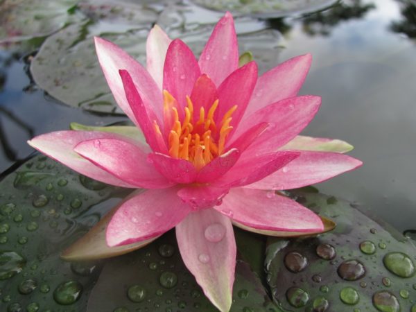 Waterlily Hardy Pink Sparkle