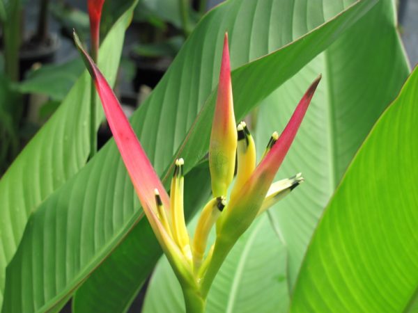 Heliconia psittacorum Pink Blush