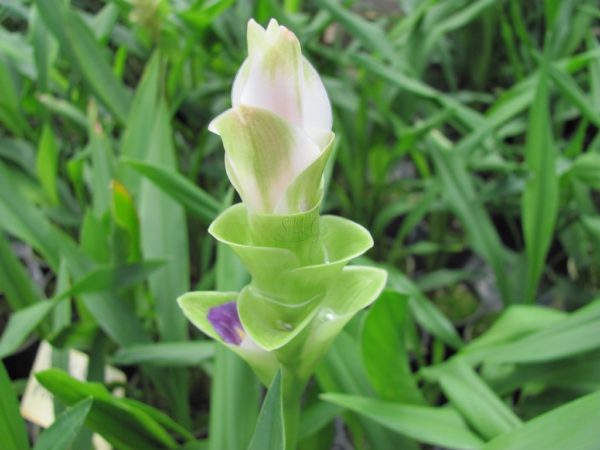 Curcuma alismatifolia Pink Pearl