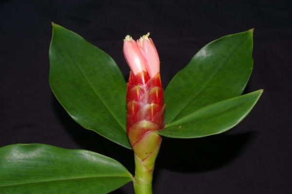 Costus Pink Indian Head