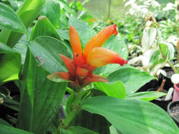 Costus Productus