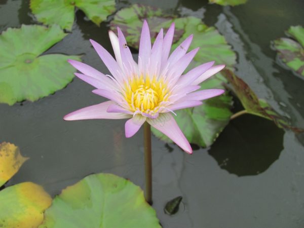 Waterlily Tropical Queen of Siam