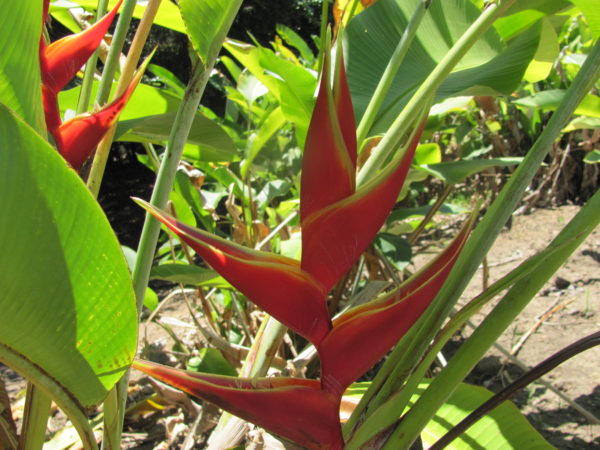 Heliconia bihai x caribaea Richmond Red