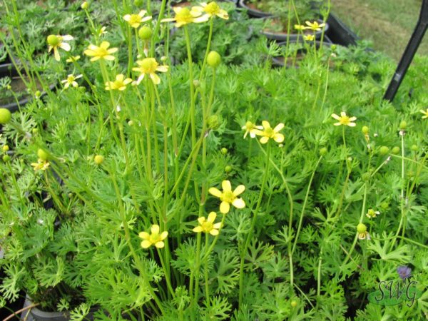 Ranunculus innundatus River Buttercup