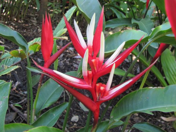 Heliconia augusta Red Xmas