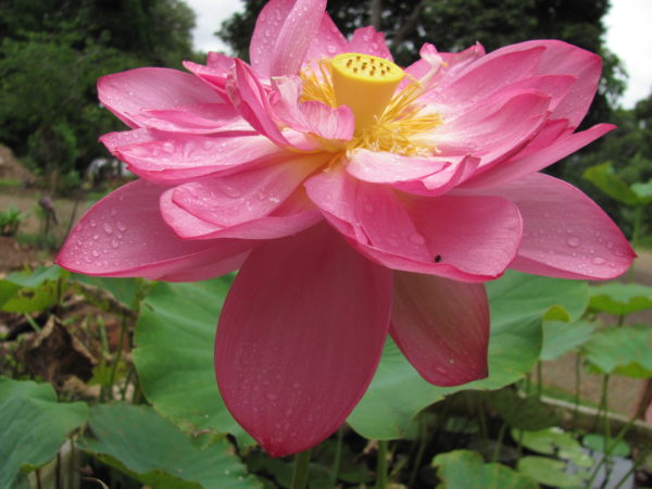 Lotus roseum plena