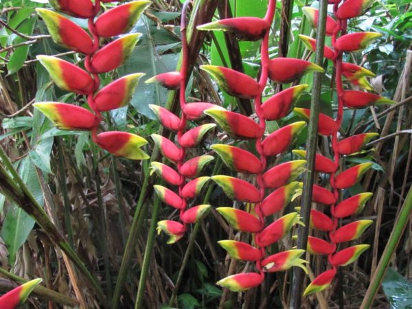 Heliconia rostrata Parrots Beak