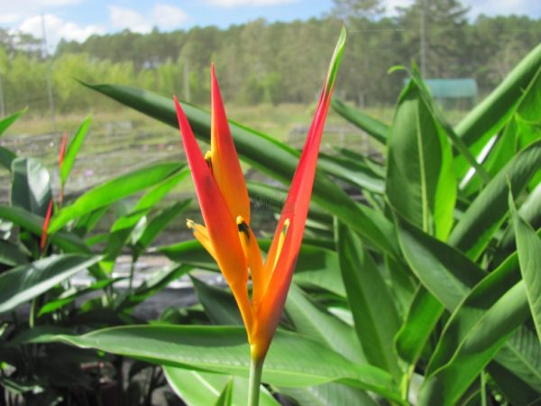 Heliconia psittacorum Samara