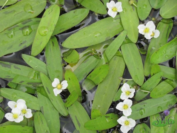 Sagittaria subulata