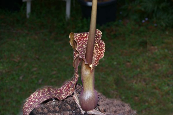 Savromatum venosum "Voodoo Lily"