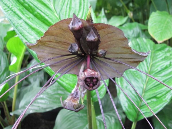 Tacca chantrieri Black Bat Plant