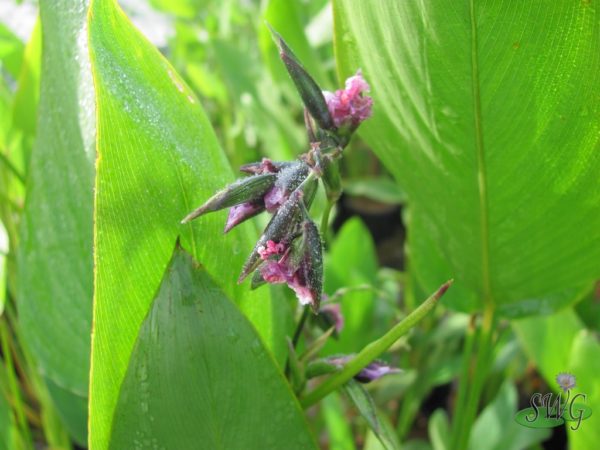 Thalia dealbata dwarf