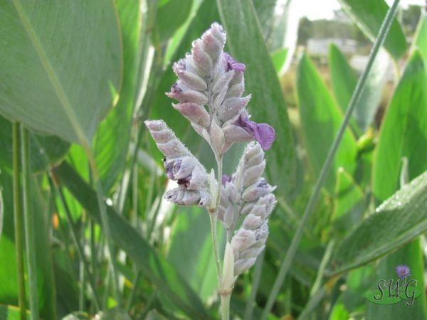 Thalia dealbata Blue DwarfThalia dealbata Blue Dwarf