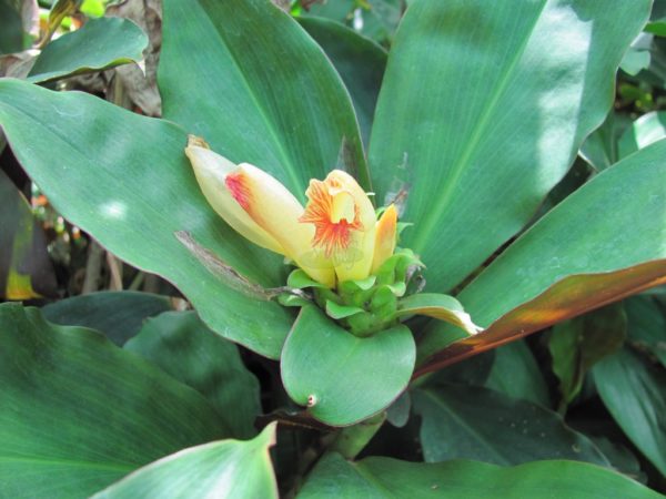 Costus Varzearum