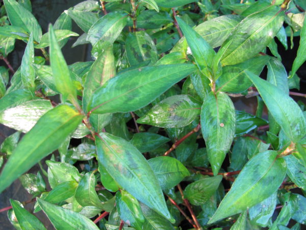 Polygonum odoratum Vietnamese Mint