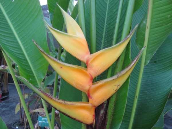 Heliconia bihai Yellow Dancer