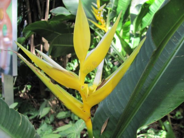 Heliconia augusta Yellow Xmas