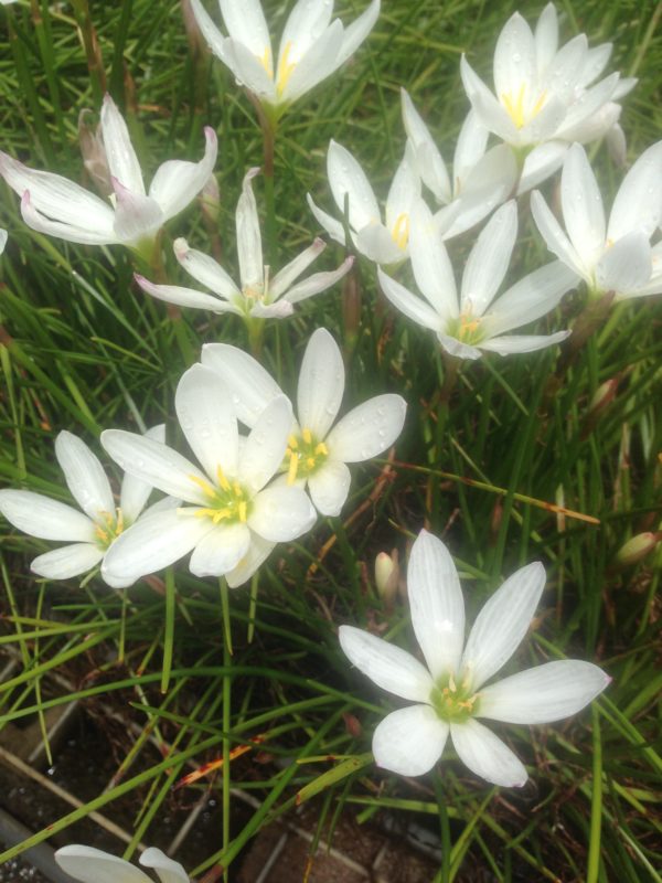 Zepheranthus candida White Crocus