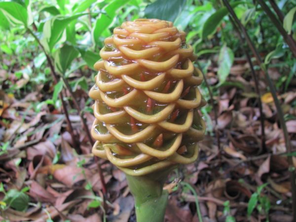 Zingiber olivaseum Dwarf Orange