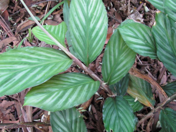 Zingiber collinsii Silver Streaks