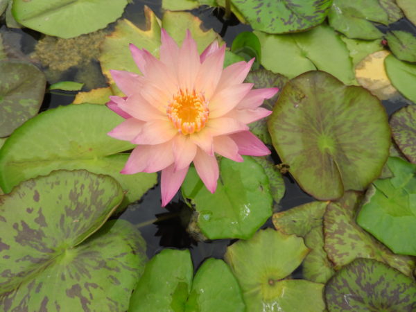 Waterlily Tropical Albert Greenberg