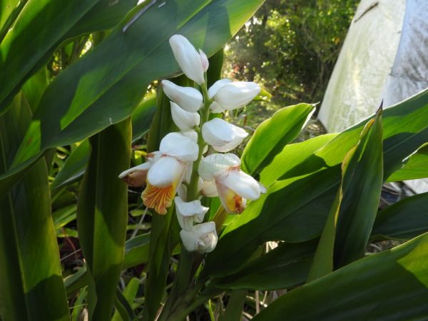 Alpinia Malencensis