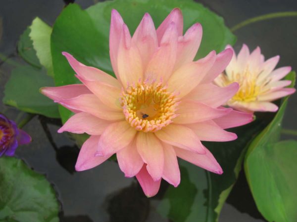 Waterlily Tropical Afterglow