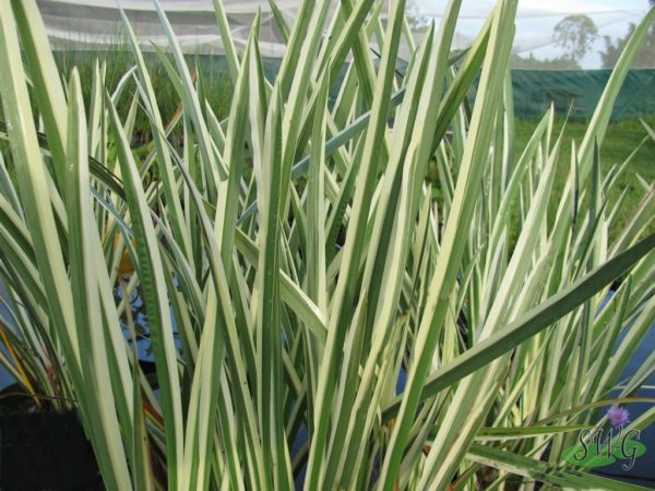 Acorus calamus variegata Giant variegated rush