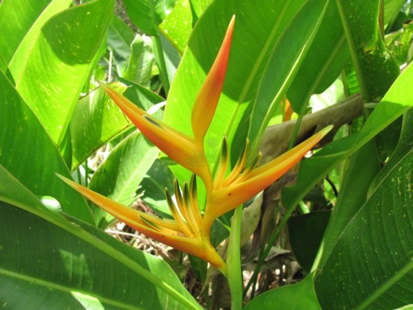 Heliconia psittacorum x spathocircinata Alan Carle