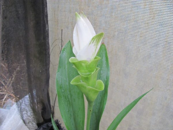 Curcuma Alismatifolia Alba