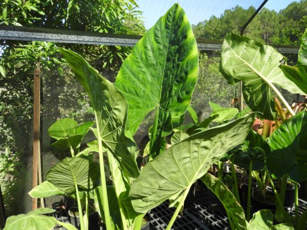 Alocasia Calidora Dwarf