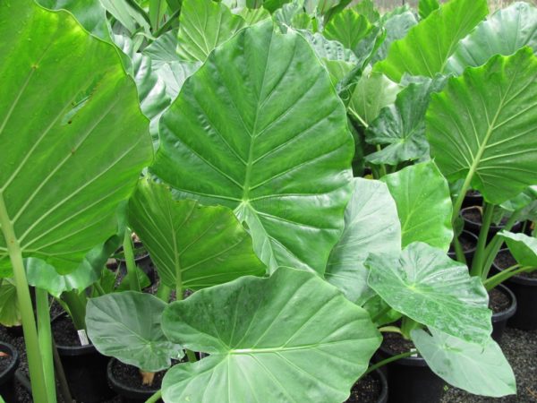 Alocasia Macrorrhiza