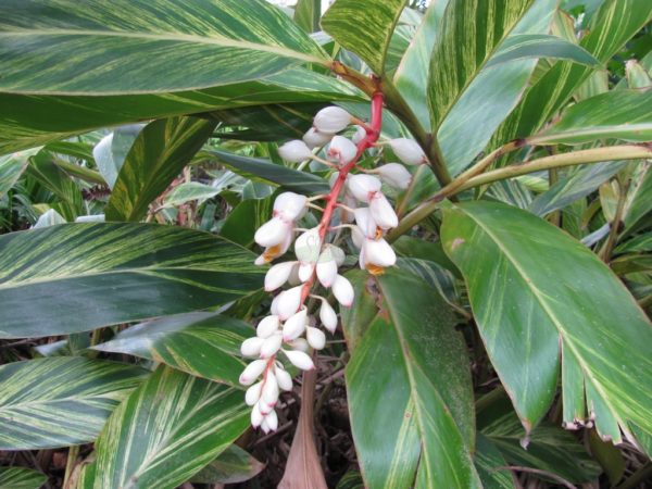 Alpinia zerumbet Variegated Shell