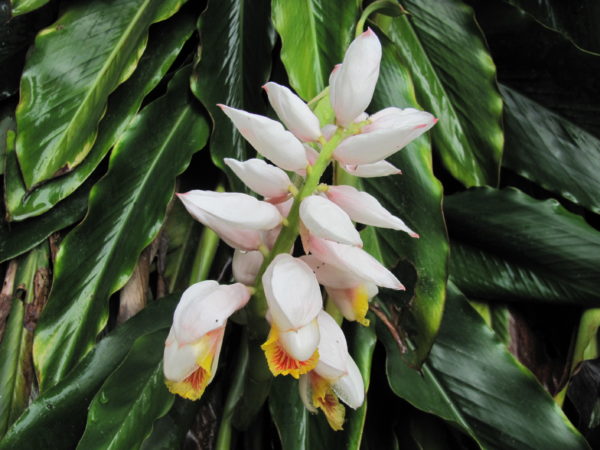 Alpinia mutica False Cardamon