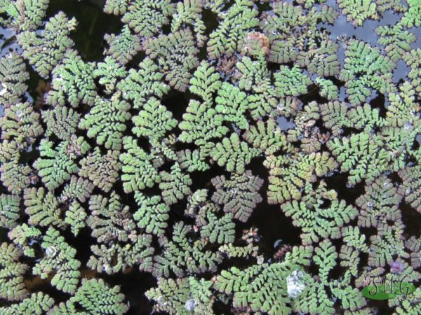 Azolla pinnata Fairy Moss