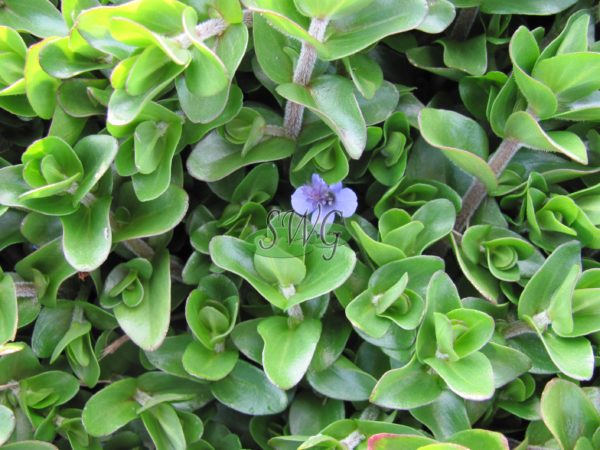 Bacopa caroliniana Lemon Bacopa or Water Hyssop