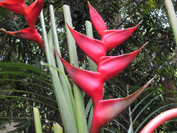 Heliconia caribaea Barbados Flat