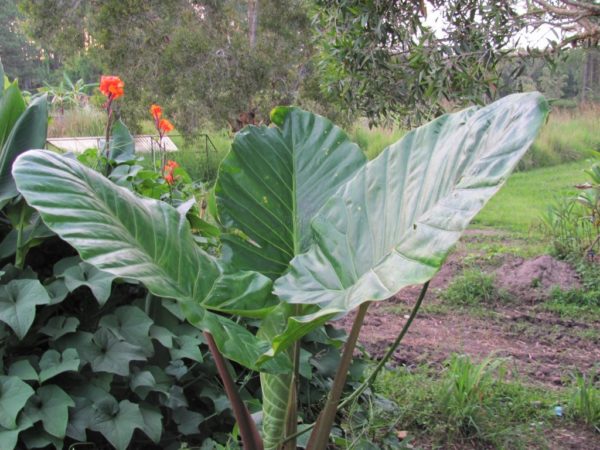 Alocasia Brisbanensis