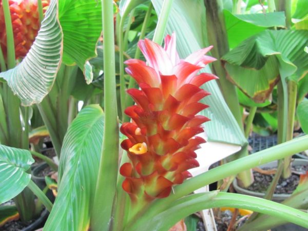 Curcuma aurantiaca Burgundy Ice