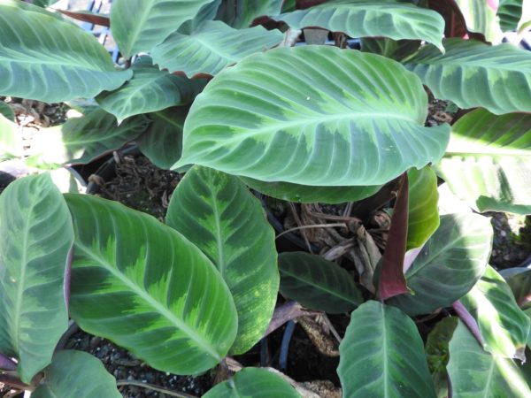 Calathea Warscewiczii