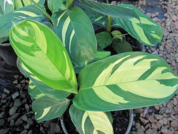 Ctenanthe Pilosa Golden Mozaic