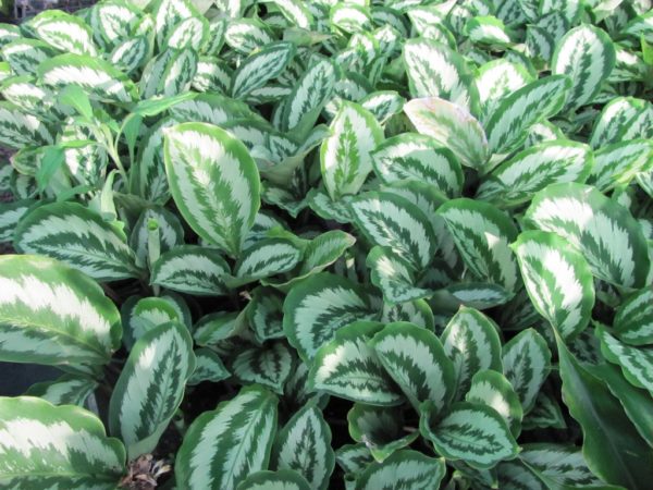 Calathea Helen