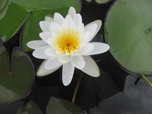 Waterlily Hardy Marliacea Candida