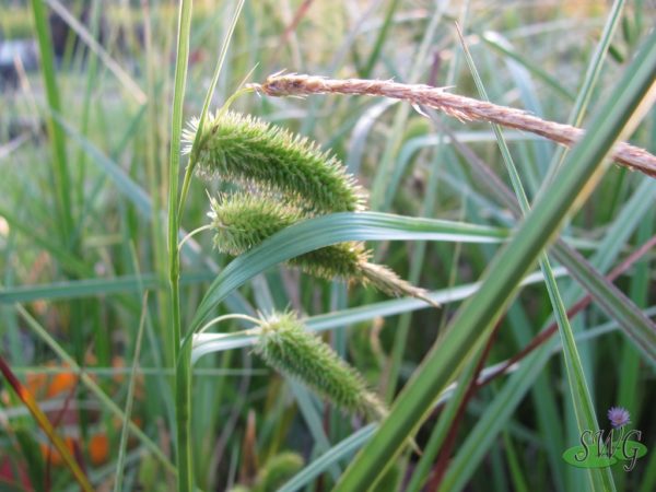 Carex fascicularis Tassel Sedge